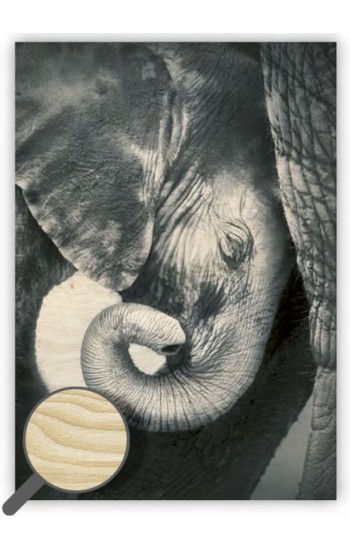 Dřevěný obraz Little Elephant